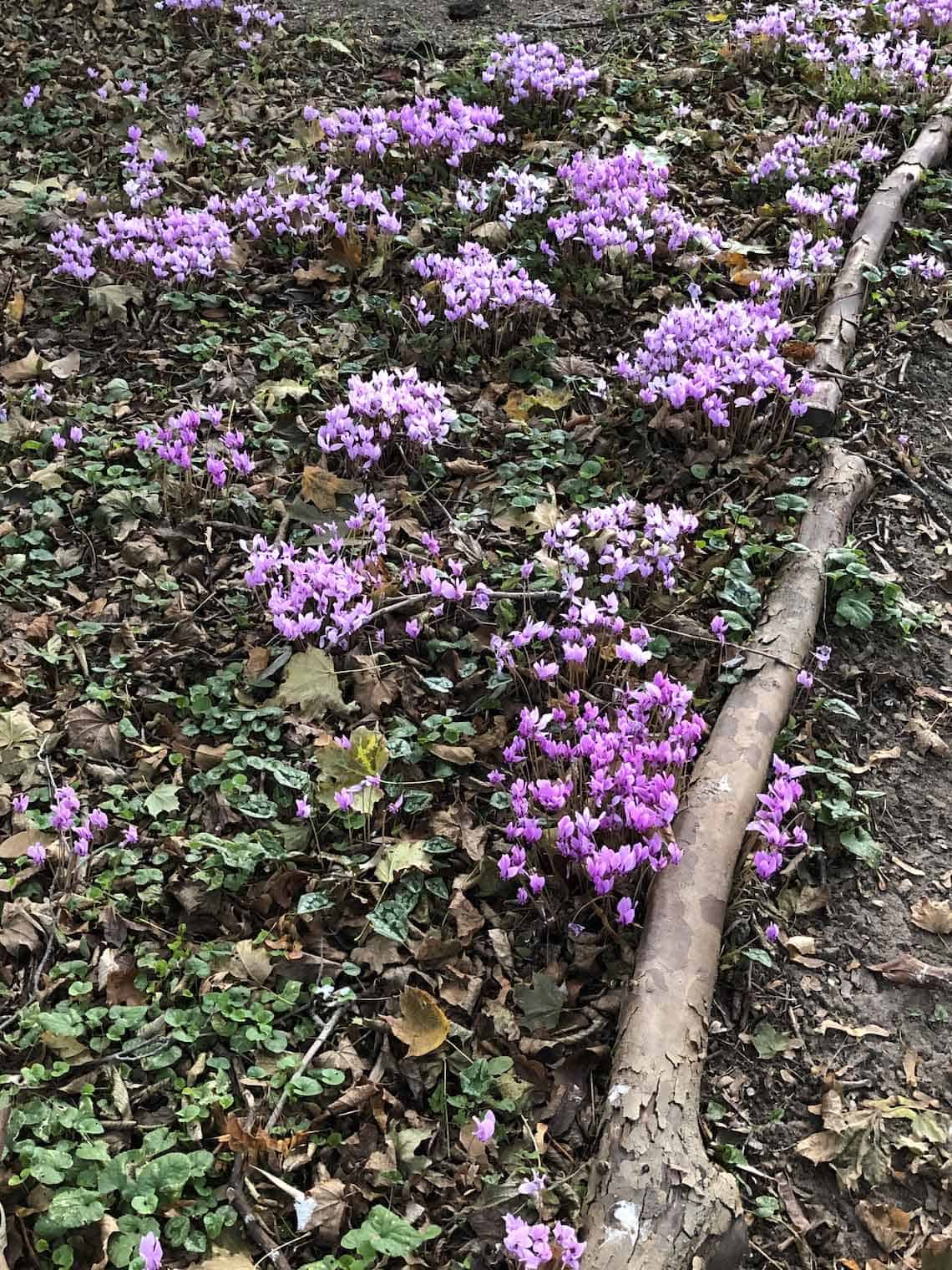 Cyclamen